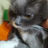 گربه اسکاتیش هایلند اماده جفت گیری|گربه|محمدیه-قزوین, |دیوار