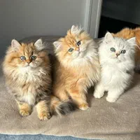 میوهاپ/ شهر گربههای اشرافی