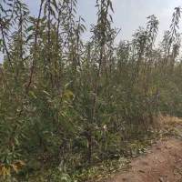 فروش انواع نهال های اصلاح شده و تظمینی درینگی کند|خدمات باغبانی و درختکاری|خسروشاه, |دیوار