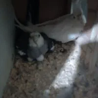 جفت عروس هلندی|پرنده|تهران, نازی‌آباد|دیوار