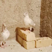 ۲عدد کبوتر الماسی نر|پرنده|شیراز, شهرک کوشکک|دیوار