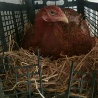 تخم لاری افغان اصل