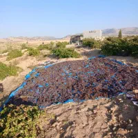 عرضه مستقیم مویز دشمن زیار.بادام ،بادام تلخ.شیره ا|عمده‌فروشی|شیراز, شهرک سراج‎|دیوار