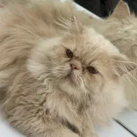 گربه نر دارم برای جفت گیری