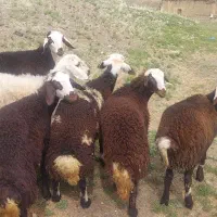 بره ماده بروجردی کله عروس ۲۰