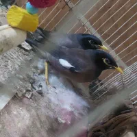 مینا دو ماهه