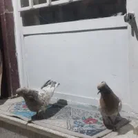 کله هفت رنگ جوان کرباتی زرد و سیاه معاوضه ایی|پرنده|مشهد, چهاربرج|دیوار