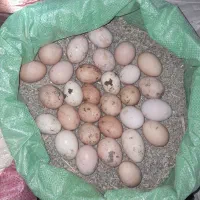 تخم مرغ نطفدارلاری ودورگ