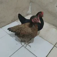 جفت مرغ کوشامو