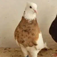 کبوتر گم شده