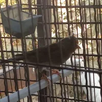 سهره قناری دوساله ماده