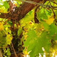 فروش باغ سی سخت چهار را باغات|فروش خانه و ویلا|سیسخت, |دیوار