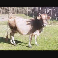 گاو شکم دار