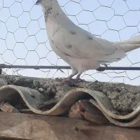 کبوتر ساده و تکپر|پرنده|مینودشت, |دیوار