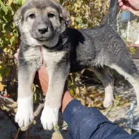 واگذاری توله سگ|سگ|تهران, خانی‌آباد|دیوار