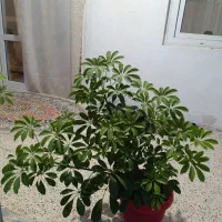 گل های شاداب|گل و گیاه طبیعی|بجنورد, |دیوار