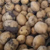 سیب زمینی درجه یک