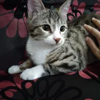 گربه واگذاری