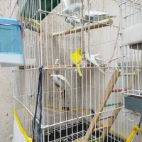مرغ عشق جفت درجه یک