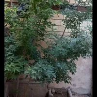 خونه ویلایی دوطبقه دربست|اجارهٔ خانه و ویلا|مشهد, وحید|دیوار