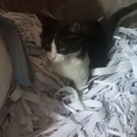 گربه خانگی|گربه|اصفهان, حصه جنوبی|دیوار