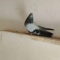 نرسبز سرور ماده