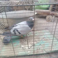 دوتا نر|پرنده|زابل, |دیوار