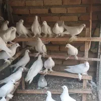 کبوتر یاهو|پرنده|بهار, |دیوار