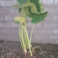 گل بابا آدم بزرگ قدی|گل و گیاه طبیعی|رشت, بازار|دیوار