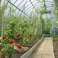 ویزیت گل و گیاه در منزل پیگیری تا رفع مشکل|خدمات باغبانی و درختکاری|ملکان, |دیوار