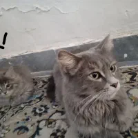 بچه گربه ملوس|گربه|سهند, |دیوار