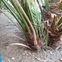 نخل برحی اصیل|خدمات باغبانی و درختکاری|آبادان, |دیوار