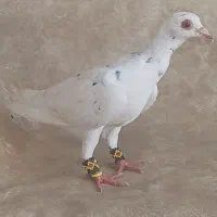 کبوتر پرشی
