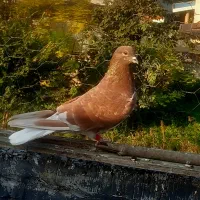 کبوتر پرشی|پرنده|قائمشهر, |دیوار