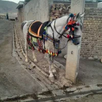 سلام مادیان سواری ۴ساله درجه یک سالم|اسب و تجهیزات اسبسواری|کرمانشاه, |دیوار