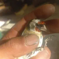 سره نشوندار نر وماده