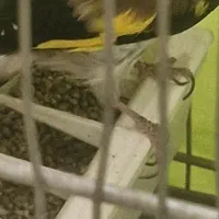 سره|پرنده|تهران, خاک سفید|دیوار