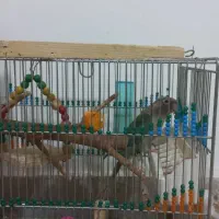 طوطی گرینچیک رنگ خاص|پرنده|شاهین دژ, |دیوار