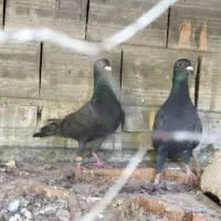 کبوتر|پرنده|دلند, |دیوار