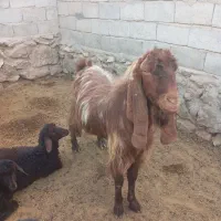 بز نر اصل پاکستانی دو ساله بهترین نژاد واسه تخمی|حیوانات مزرعه|تبریز, |دیوار