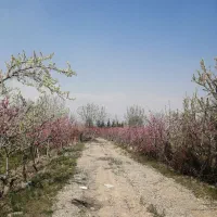 فروش-باغ