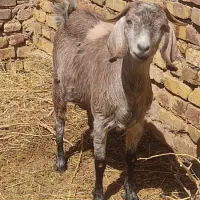 بز آبستن|حیوانات مزرعه|رفسنجان, |دیوار