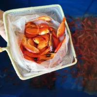 ماهی قرمز|ماهی|همدان, |دیوار