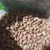 فروش بادام تلخ
