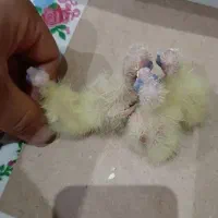 عروس هلندی. طوطی|پرنده|محمدشهر, محمدشهر|دیوار