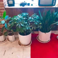 گل آپارتمان شلفرا سانسوریا