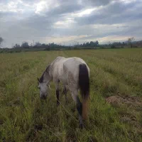 اسب|اسب و تجهیزات اسب‌سواری|ماکلوان, |دیوار