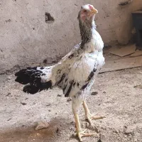 مرغ لاری|حیوانات مزرعه|هرسین, |دیوار