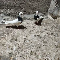 کبوتر