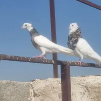 طوقی کرمانشاهی درجه 1 شیش دونگ